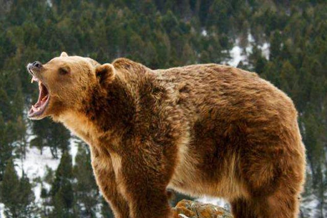 In British Colombia opponents contend that hunting kills an average of 297 bears annually