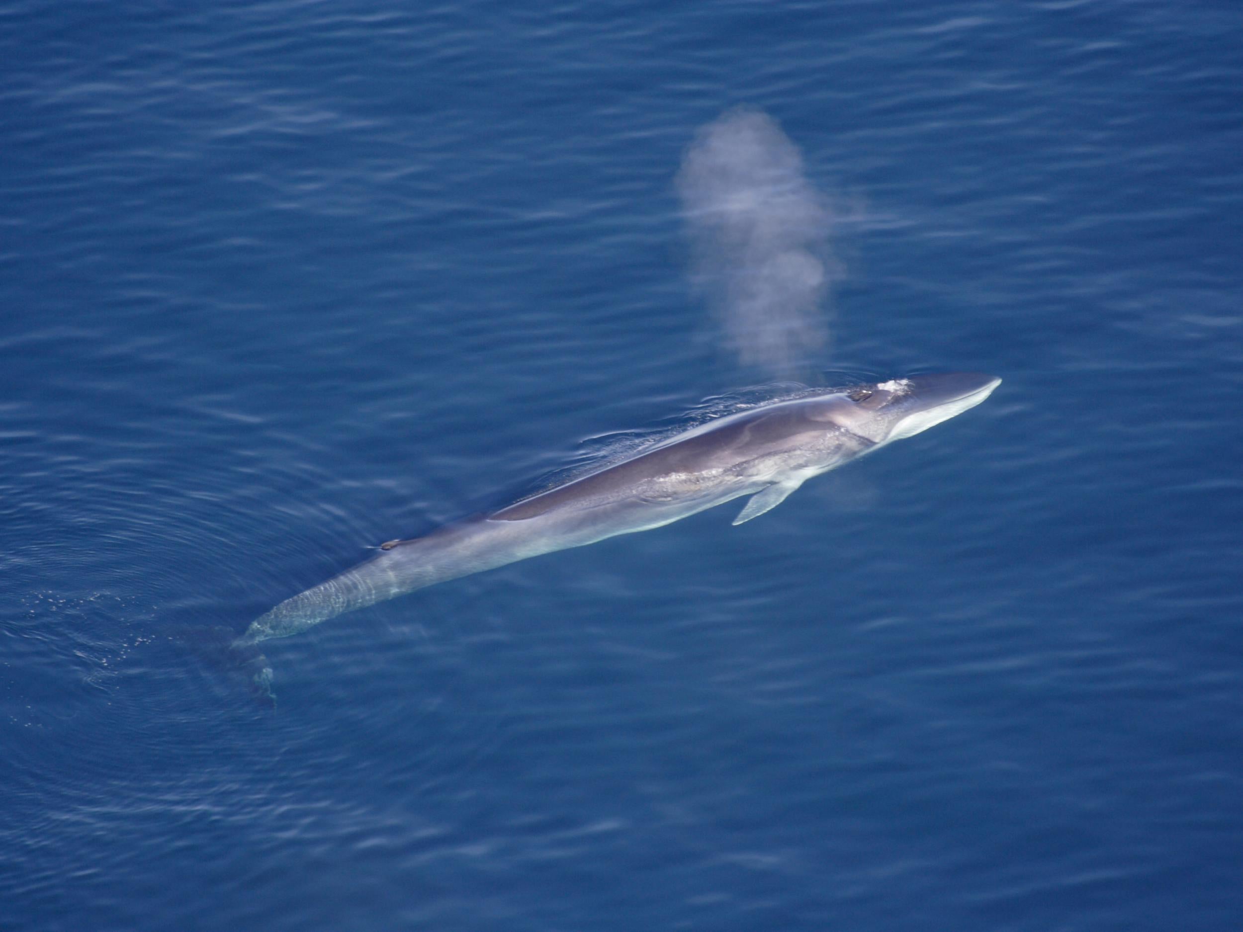 The fin whale, the second largest mammal on Earth, is also struggling