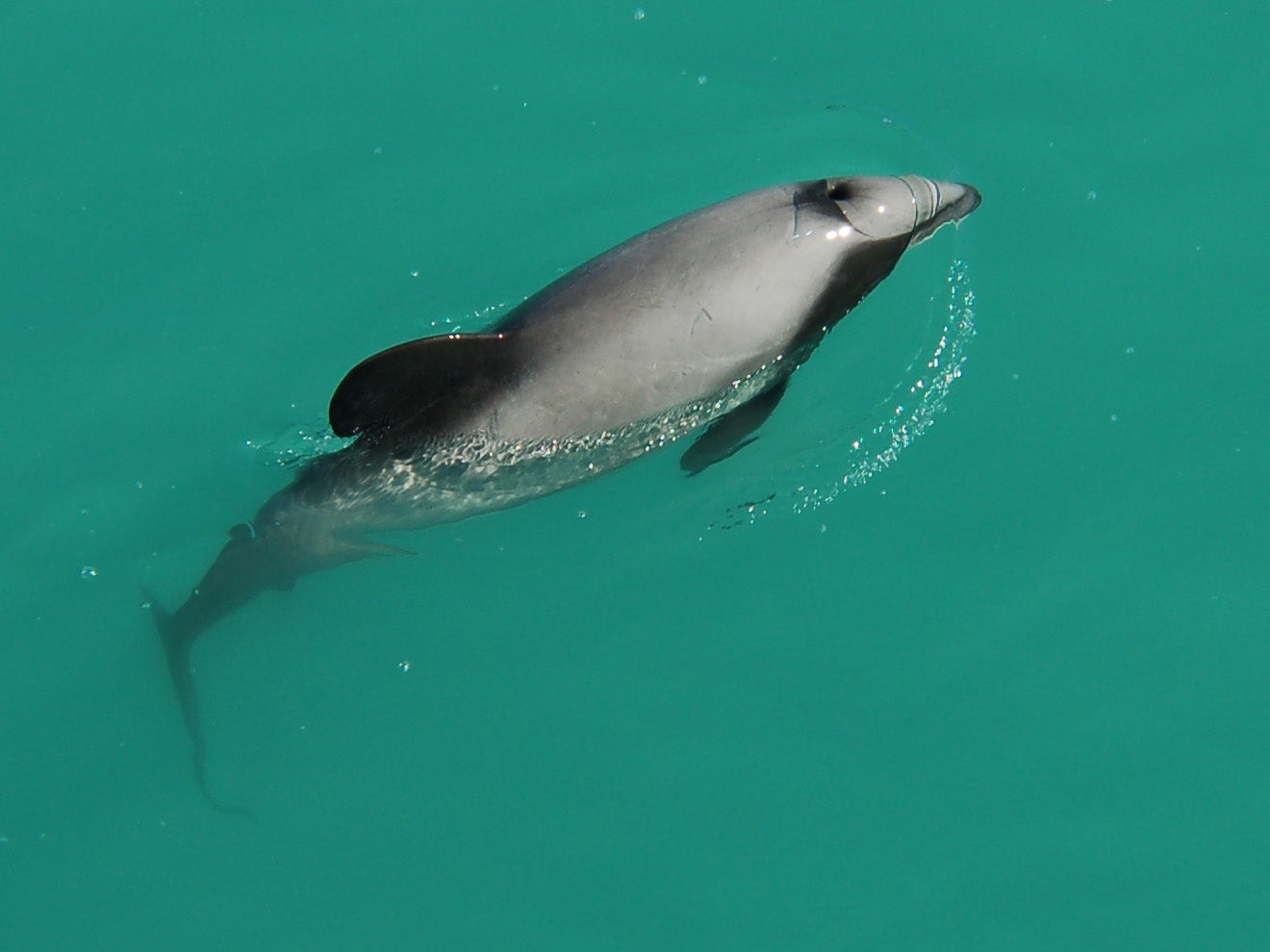 There may be as few as 43 Maui’s dolphins alive