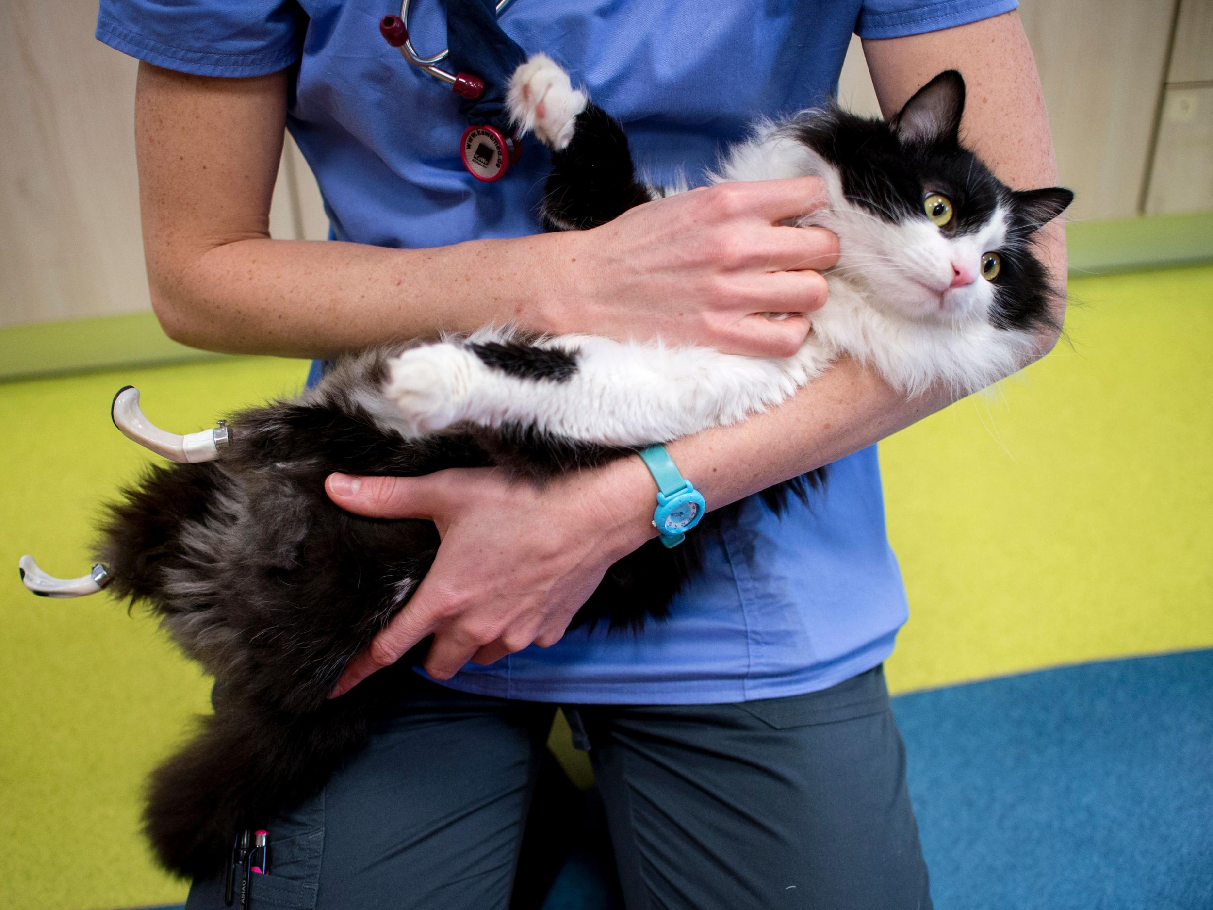 The clinic uses pheromone diffusers to calm the cats (AFP)