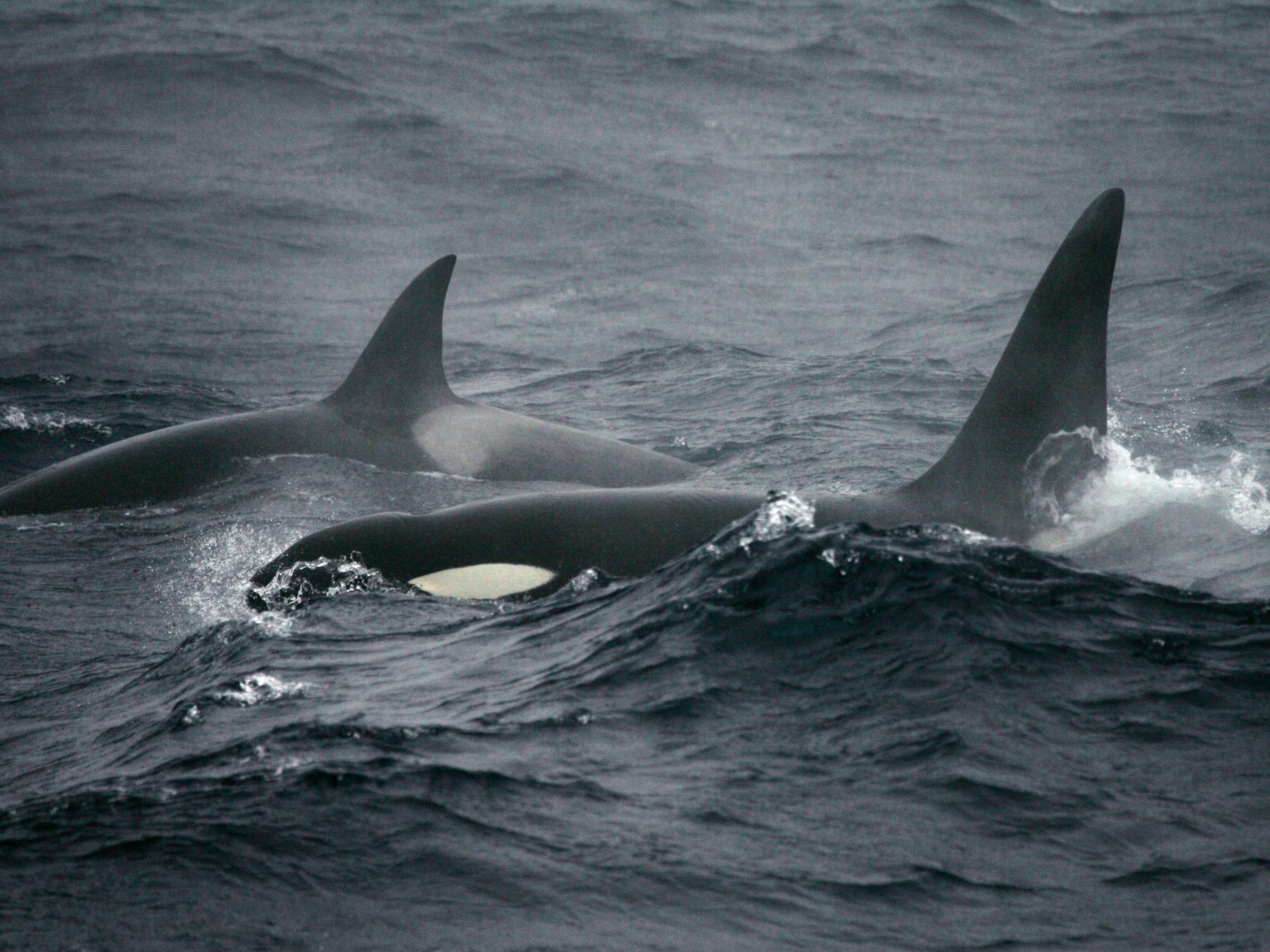 Whaling may have all-but ended, but threats to the world's whales remain, The Independent
