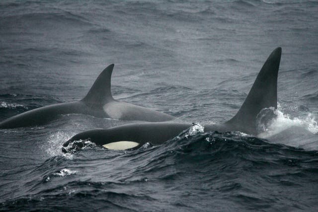Some killer whales have such high levels of pollutants in their system that their bodies would be classified in some countries as toxic waste