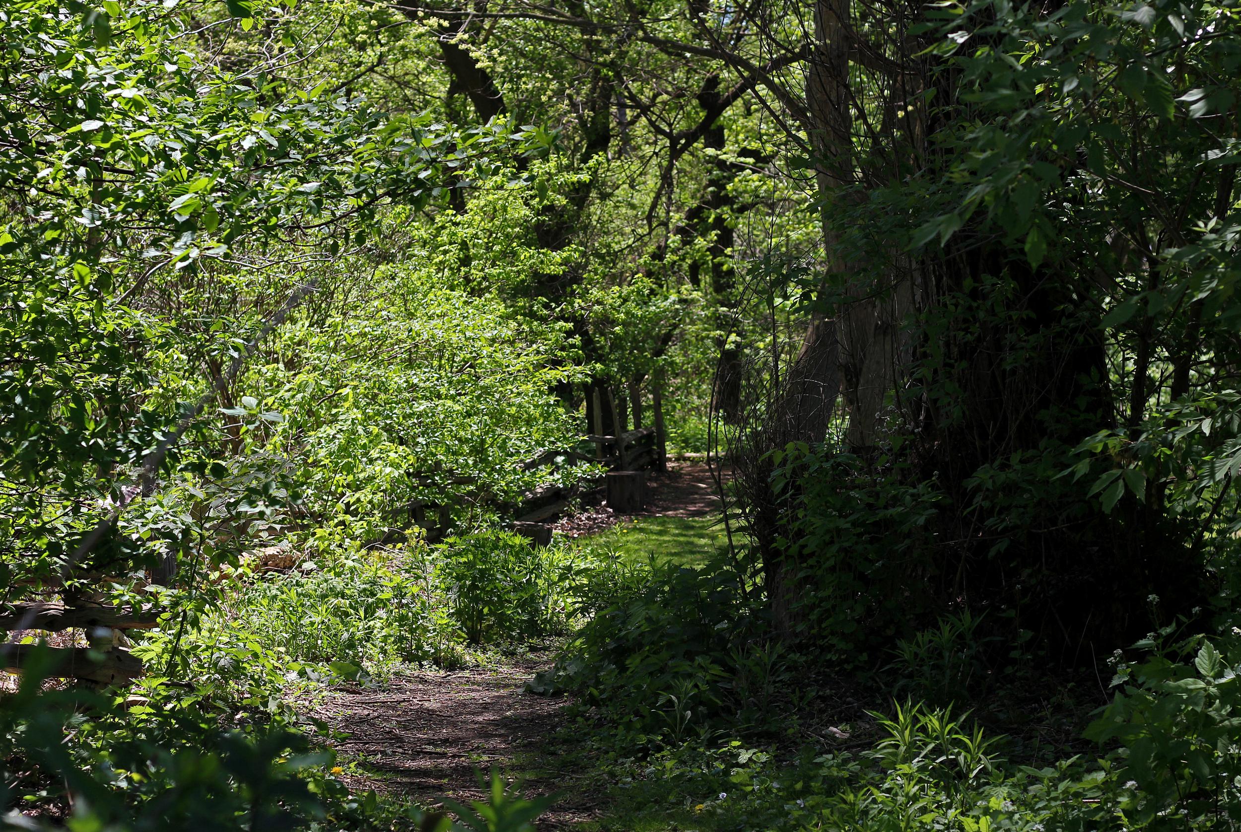Toronto’s ravines can be explored by hiking or biking
