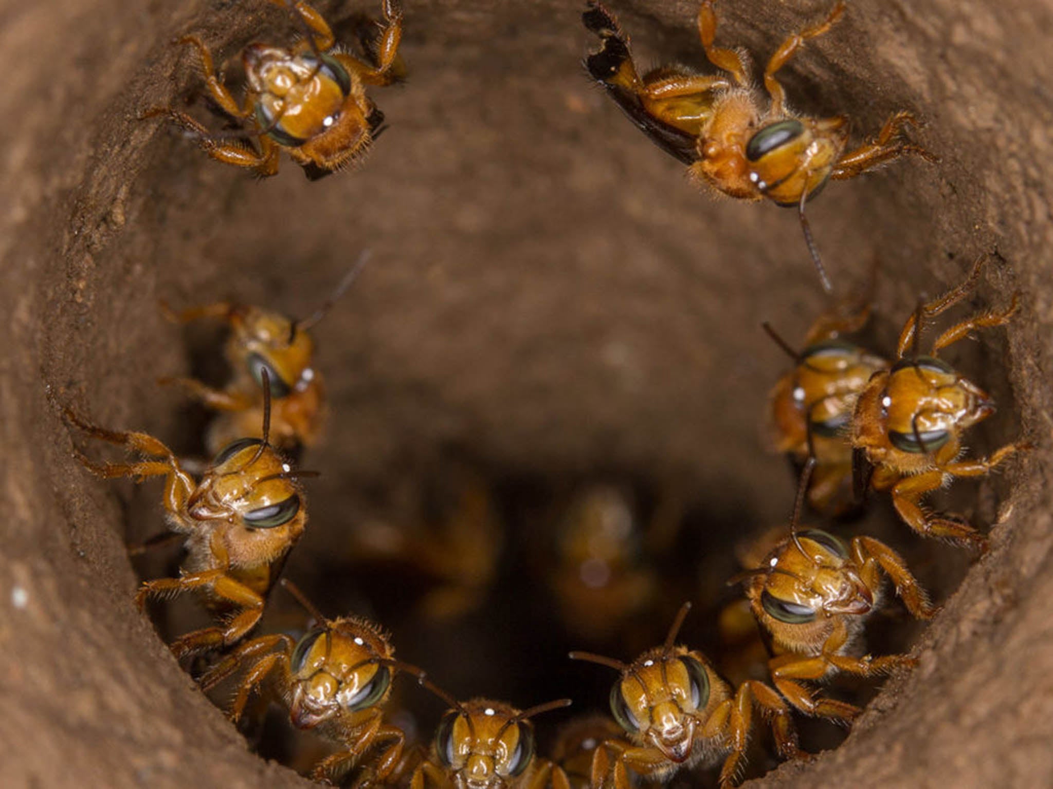 You shall not pass: Scaptotrigona workers defend the entrance to their nest – but they could just as easily turn on their own queen