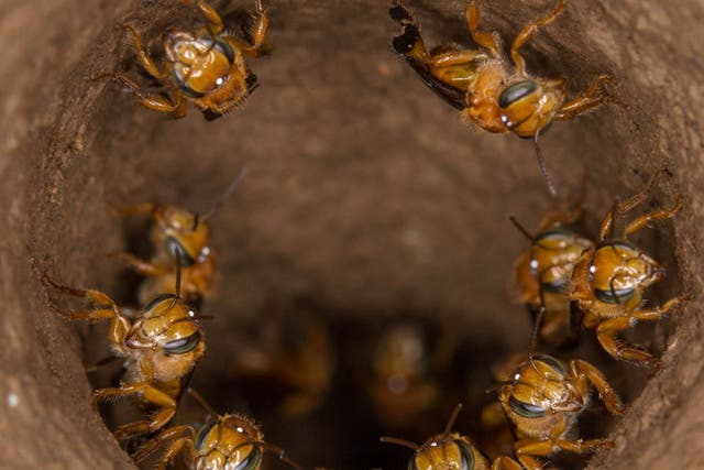 You shall not pass: Scaptotrigona workers defend the entrance to their nest – but they could just as easily turn on their own queen
