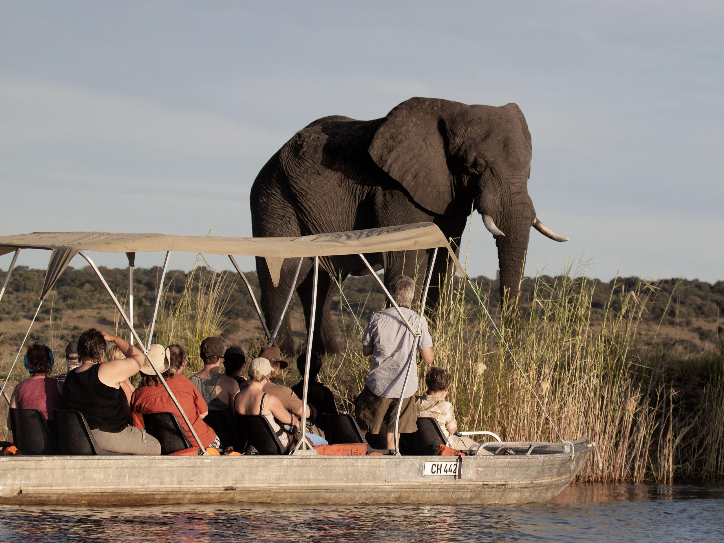 Chobe – Botswana’s first national park – today has one of the largest concentrations of elephants in Africa (AFP)