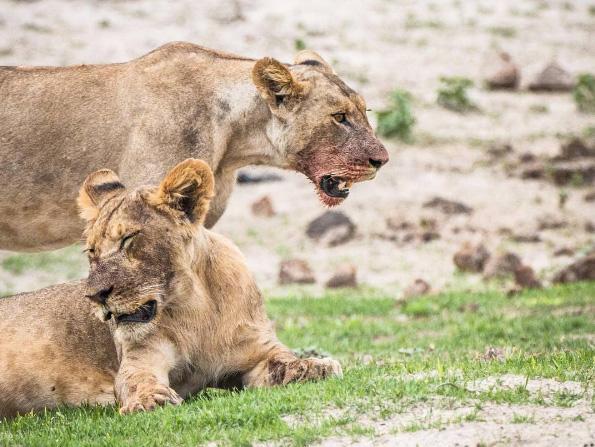 Hollywood superstars Elizabeth Taylor and Richard Burton spent their honeymoon at the lodge (Chobe Game Lodge/Instagram)