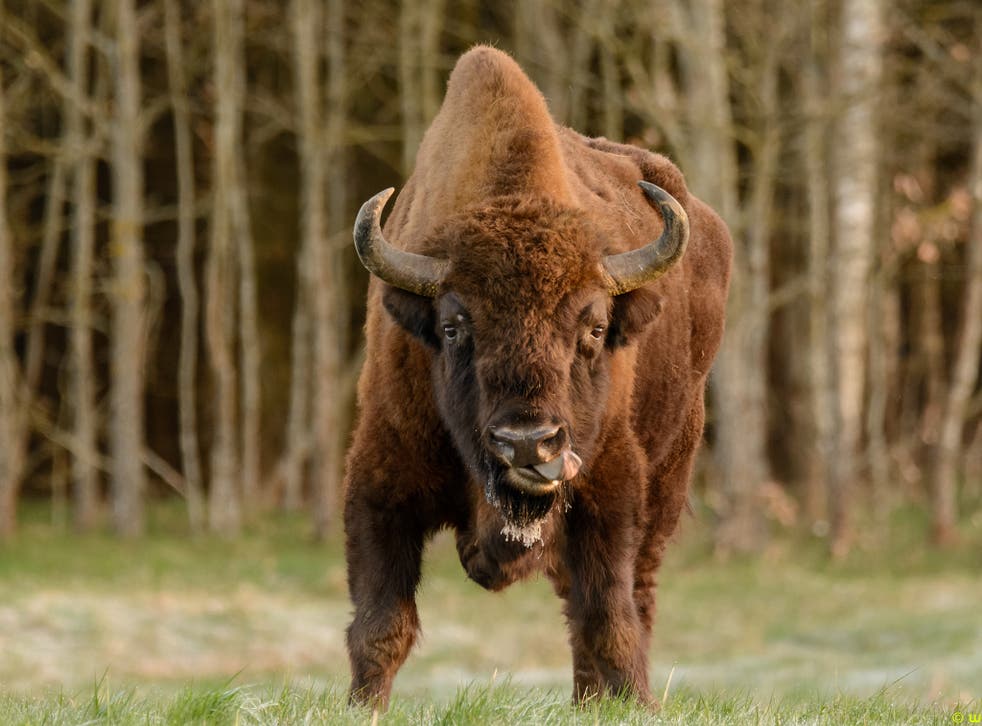 Germany S First Wild Bison In 250 Years Shot Dead By Authorities The Independent The Independent Germany S First Wild Bison In 250 Years Shot Dead By Authorities The Independent The Independent