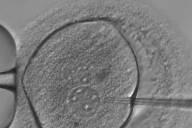 An embryo is injected with the Crispr/Cas9 gene-editing components