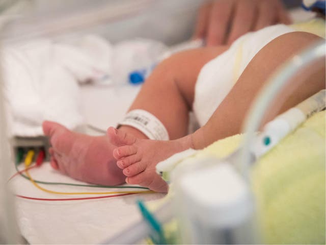 Premature babies are commonly born without sufficient platelets for clotting