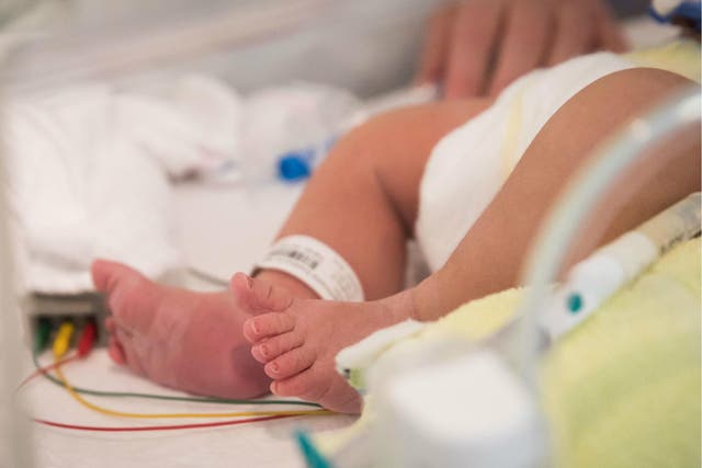 Premature babies are commonly born without sufficient platelets for clotting