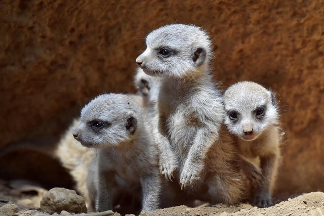 Call for kats: three or more meerkats making a ‘moving call’ is needed before the pack will move from one patch to another