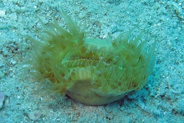 A ‘walking dendro’, or Heteropsammia cochlea, one of the corals this crab associates with