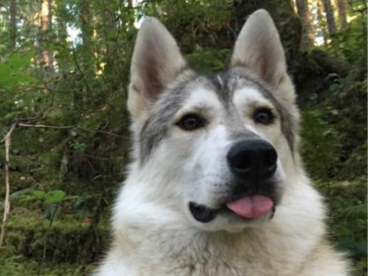 are czechoslovakian wolfdogs legal in canada