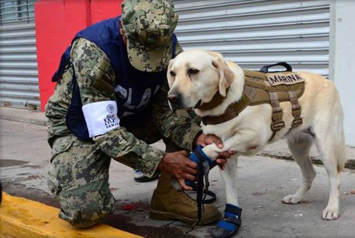 Mexico City earthquake: Rescue Dog who has saved 52 lives launches into