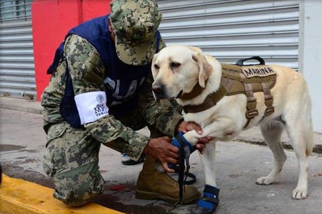 Frida has rescued 53 people in her four-year career 