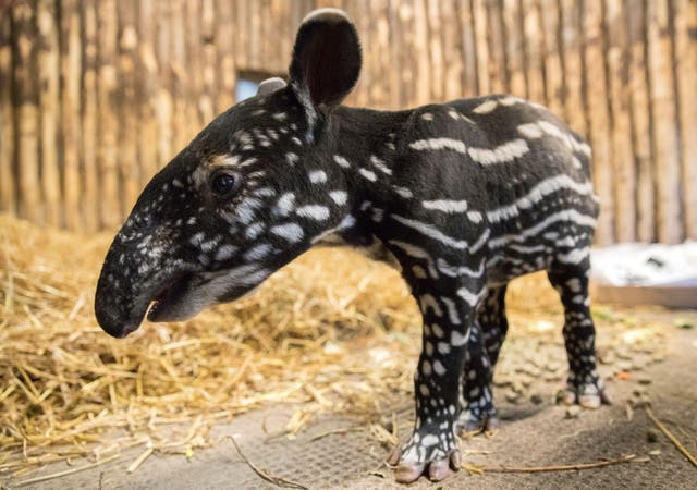 Maya, a Malay tapir, has been born at Edinburgh Zoo