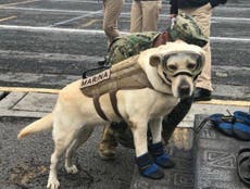 Mexico City earthquake puts bravest and best dogs in spotlight