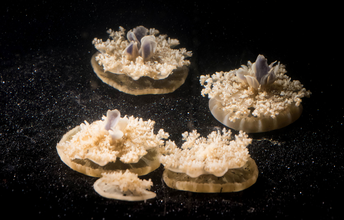 The Cassiopea jellyfish spends most of its life resting upside down on underwater