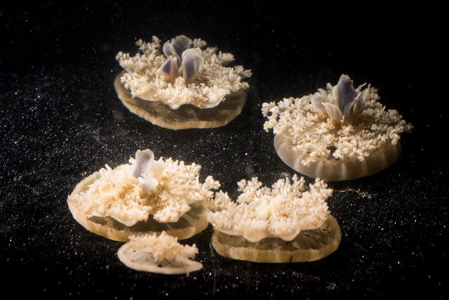 The Cassiopea jellyfish spends most of its life resting upside down on underwater