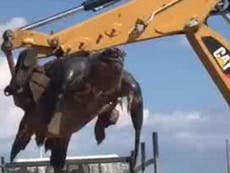 Giant turtle found on Spanish beach