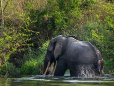 ‘WWF-funded’ anti-poaching patrols accused of committing atrocities