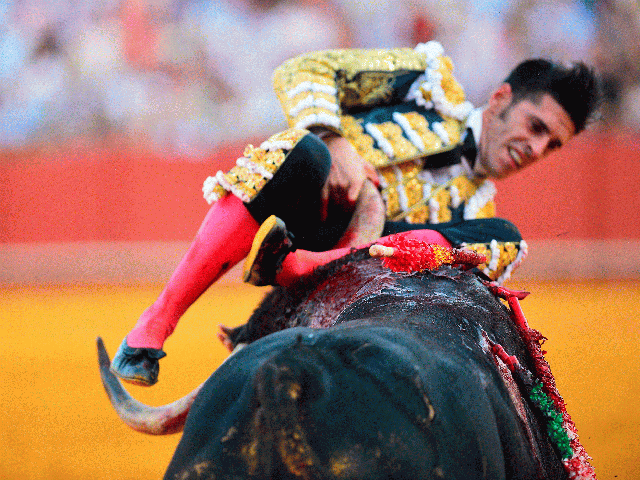 Spanish matador Ajejandro Talavante is hooked by the horn of a bull