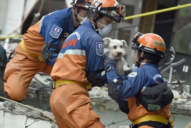 A schnauzer dog who survived the quake is pulled out of the rubble from a flattened building by rescuers in Mexico City 24 September.
