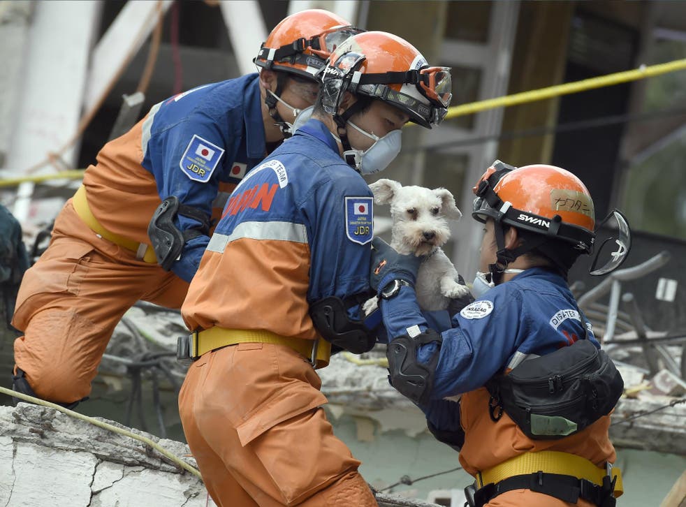 A schnauzer dog who survived the quake is pulled out of the rubble from a flattened building by rescuers in Mexico City 24 September.