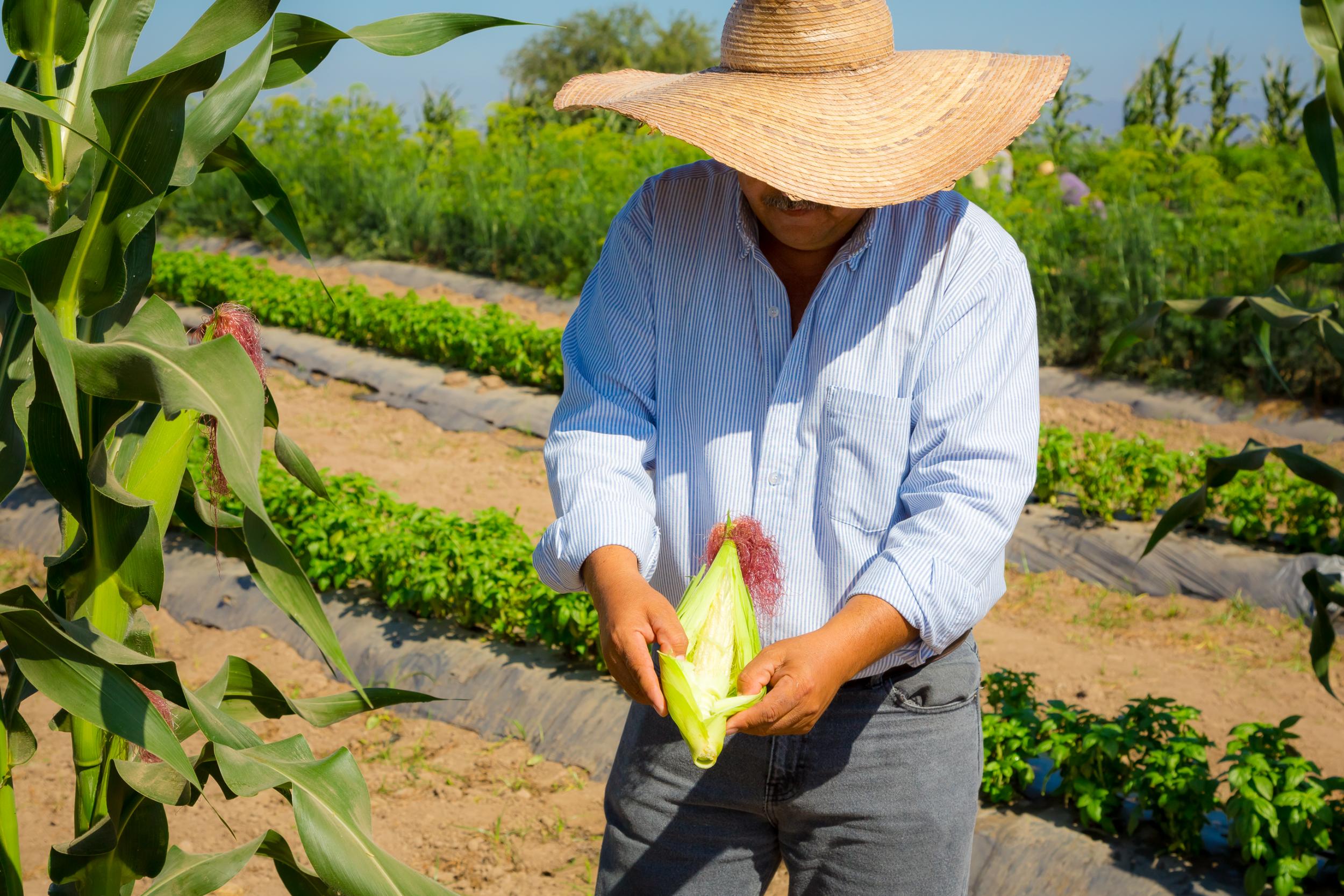 The farmers work with the head chefs to decide on produce