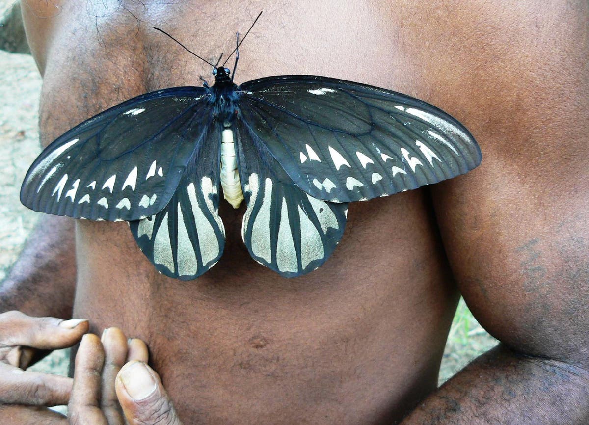 Как какают бабочки фото World's biggest butterfly in danger of extinction due to palm oil industry The I