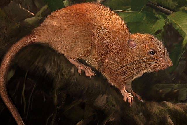 An artist's impression of the new species of rat, known as vika