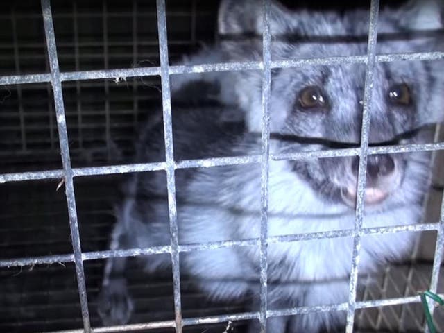 Animals bred for fur are often kept in distressing conditions
