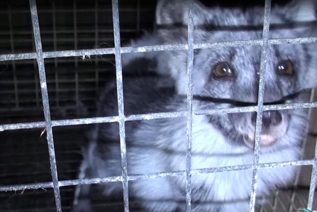 A fox in a cage, bred for its fur