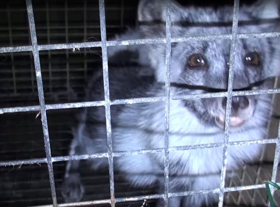 A fox in a cage, bred for its fur