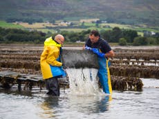 Why farming oysters is sustainable and good for the environment