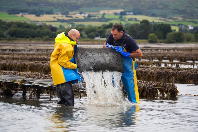 Part of the farming process at Carlingford Oysters in Ireland