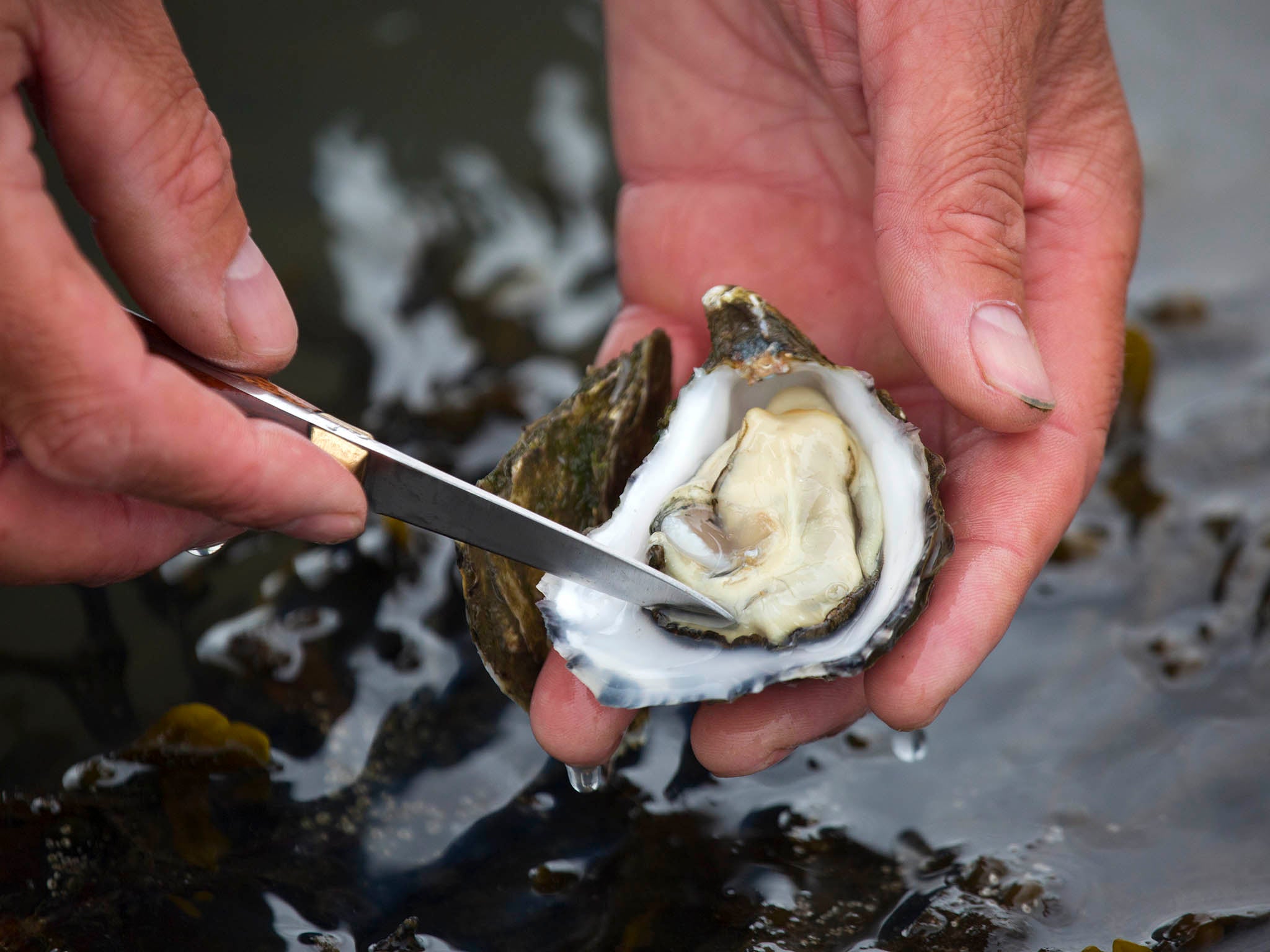 Aw shucks: Prying open an oyster can be more difficult than it looks (Michael O’Meara)