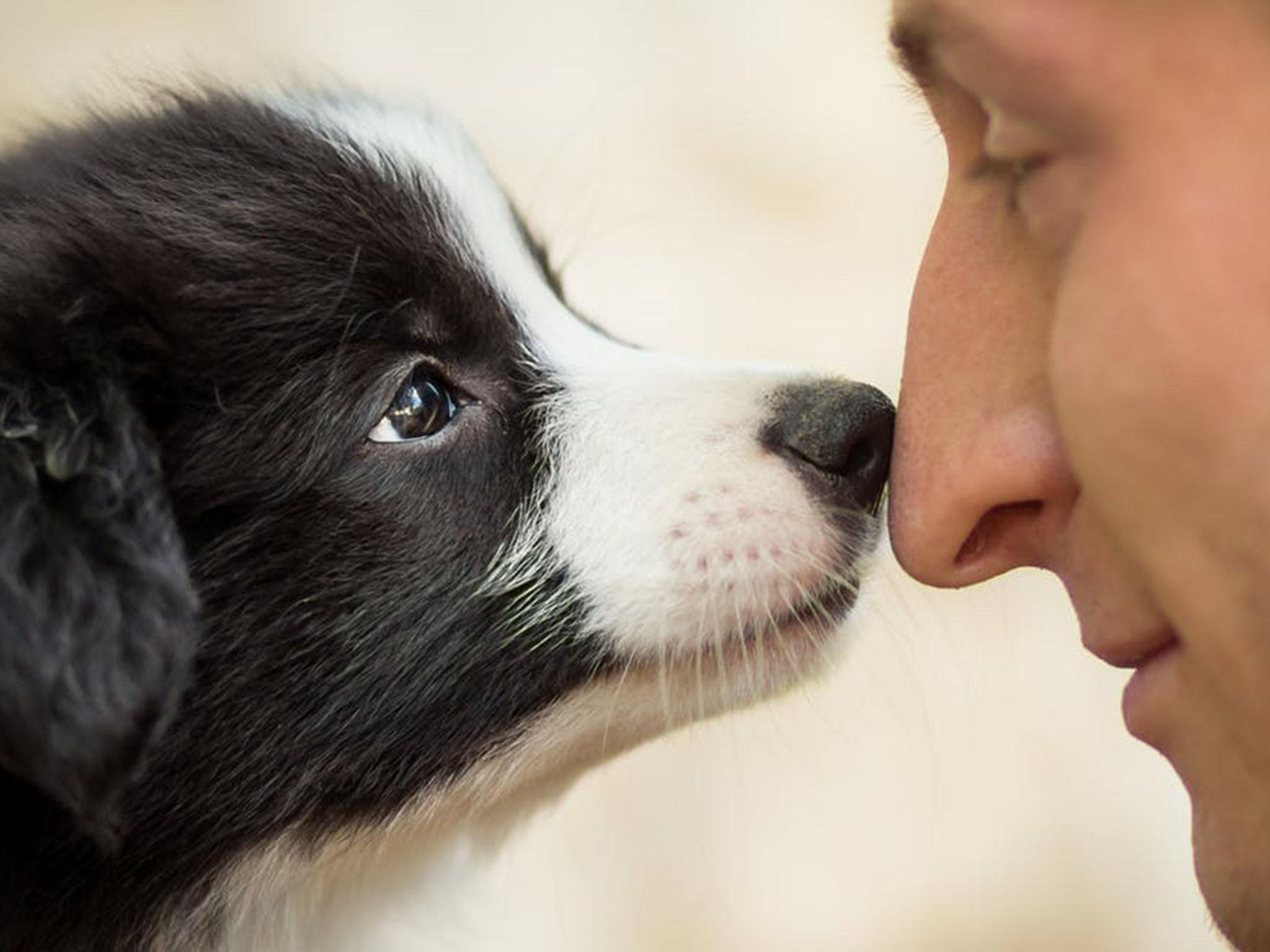 Domesticated animals may help us to reconnect with the world of nature from which we came