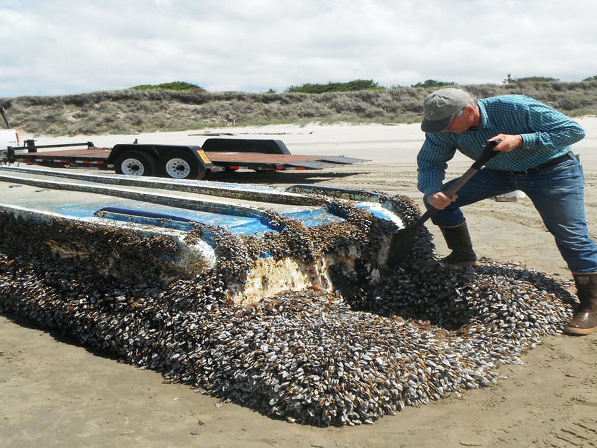 A Japanese vessel washed ashore on the coast of Washington state is covered in barnacles