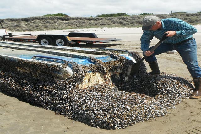 A Japanese vessel washed ashore on the coast of Washington state is covered in barnacles