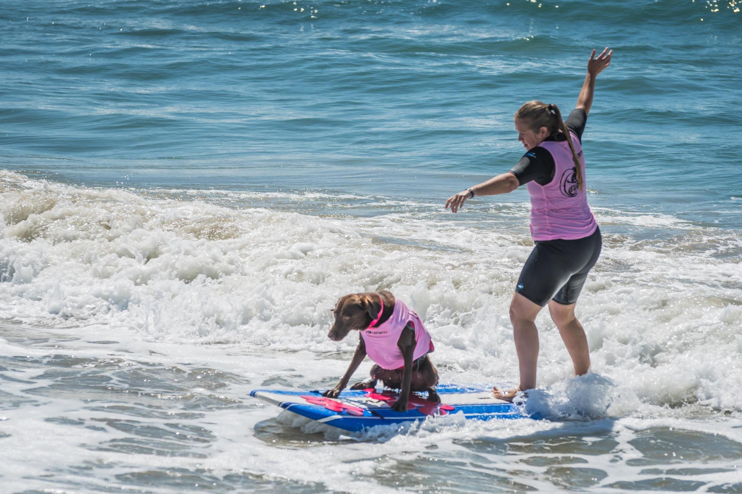 Dogs could surf alone, with another dog or with a human