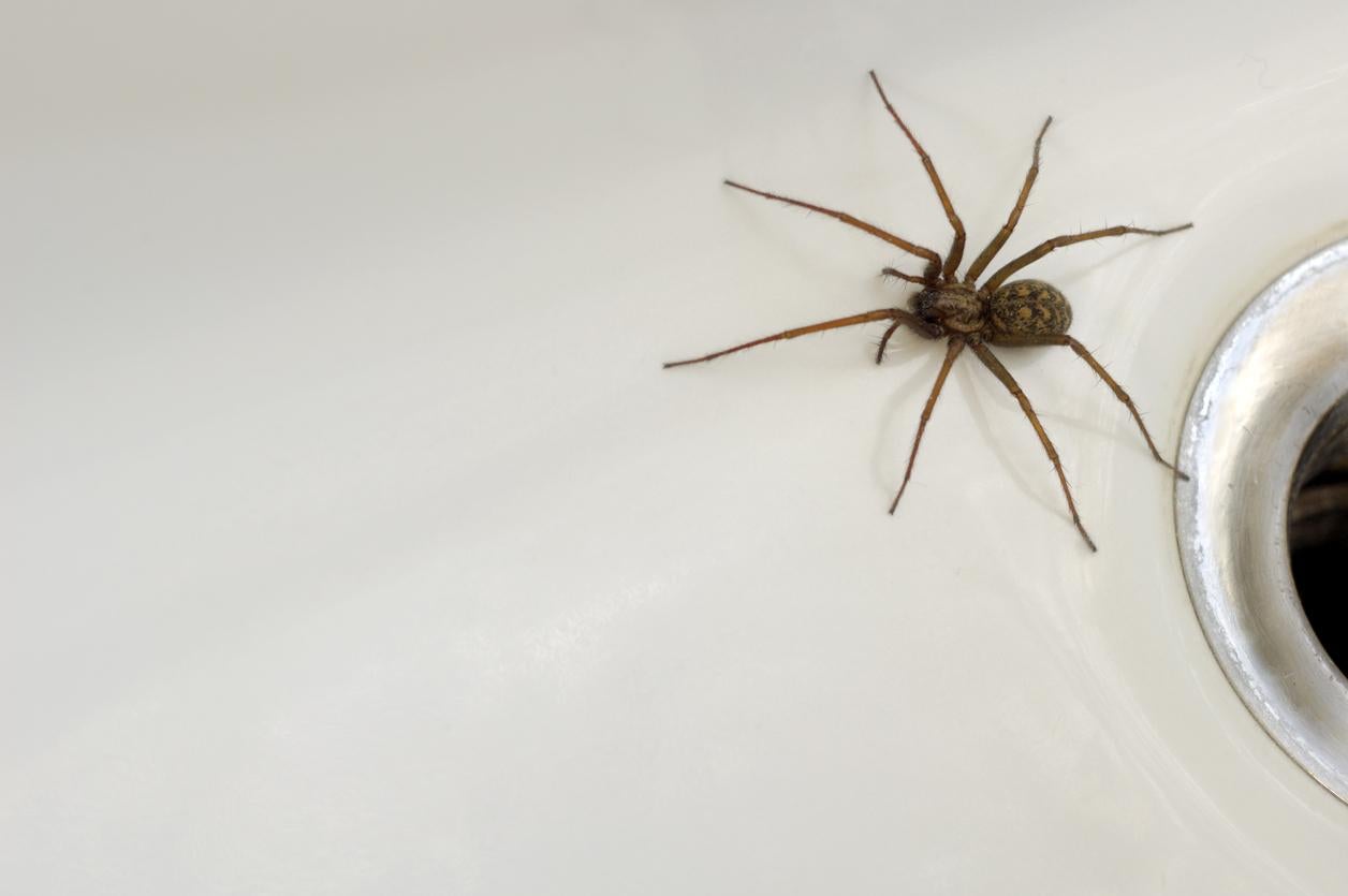 UK homes to be invaded by 150 million spiders this autumn The