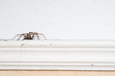 Expert reveals how to keep spiders out of your home