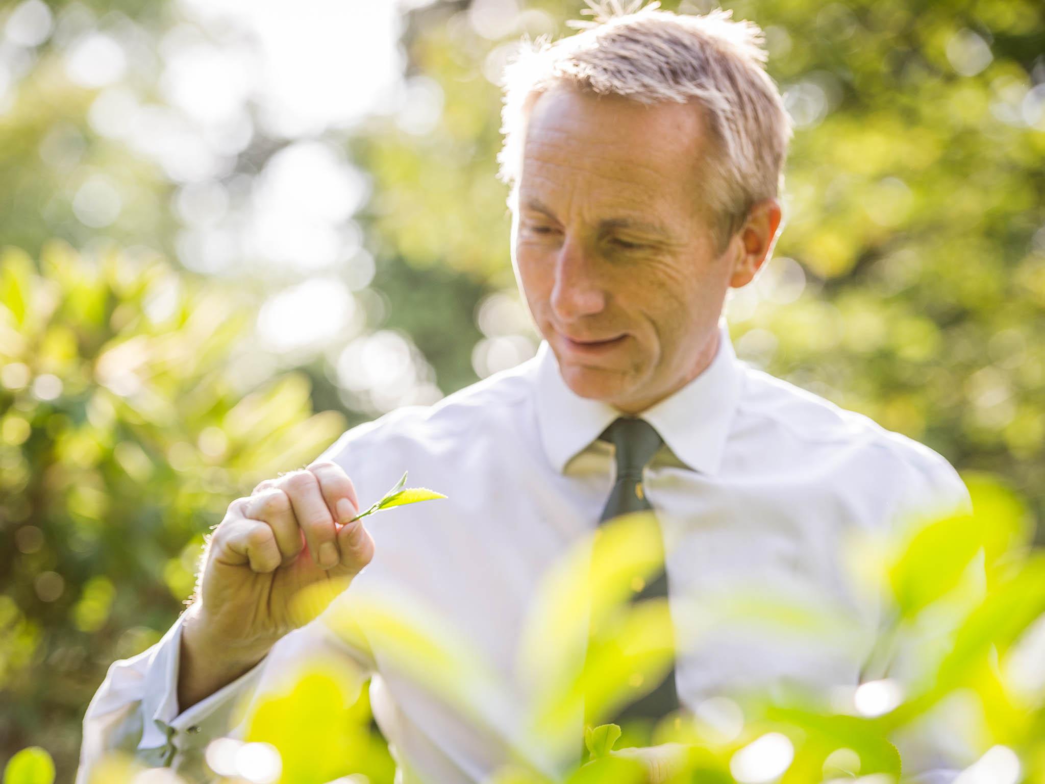 Jonathan Jones introduced the idea of a tea plantation when he joined Tregothnan in 1996
