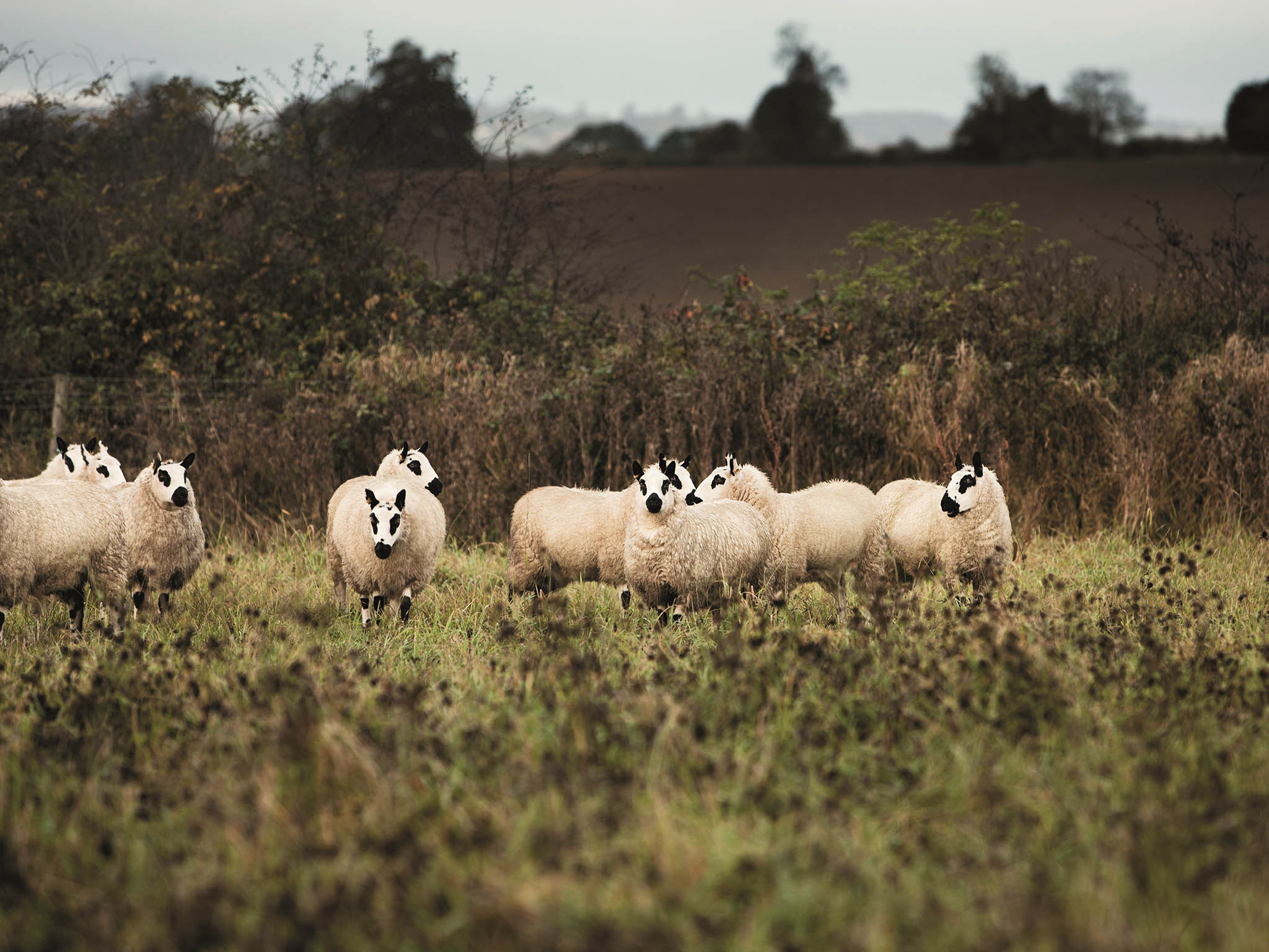 Undervalued cut: Daylesford’s Kerry Hill sheep