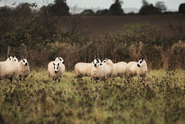 Undervalued cut: Daylesford’s Kerry Hill sheep