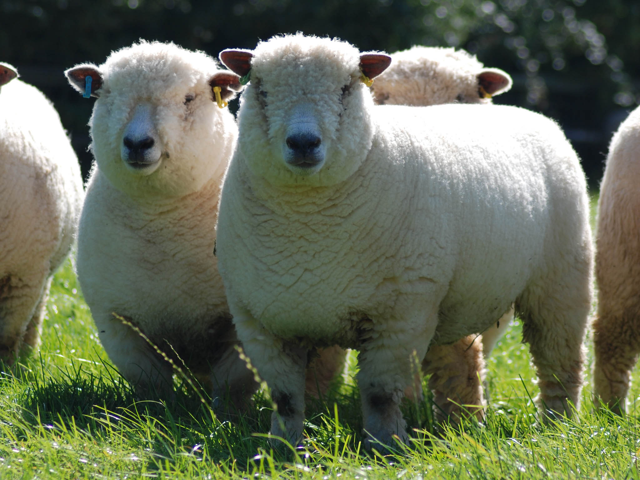 Sheep make up the majority of live animal exports from the UK to Europe