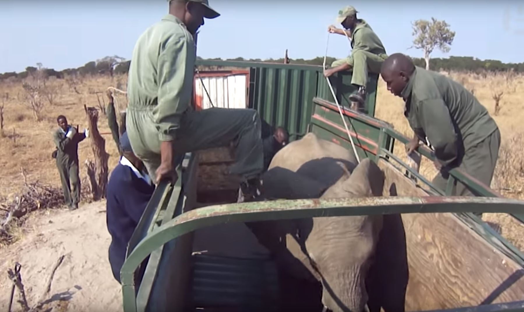 The video shows the legal, yet secretive operation where five elephants were caught in Hwange national park