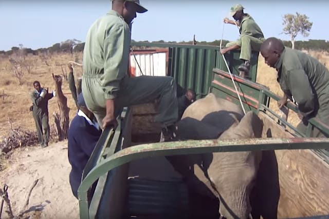 The video shows the legal, yet secretive operation where five elephants were caught in Hwange national park